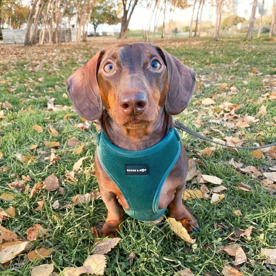 Adjustable Corduroy Dog Harness – Soft Textured Moss Green for Small to Medium Dogs