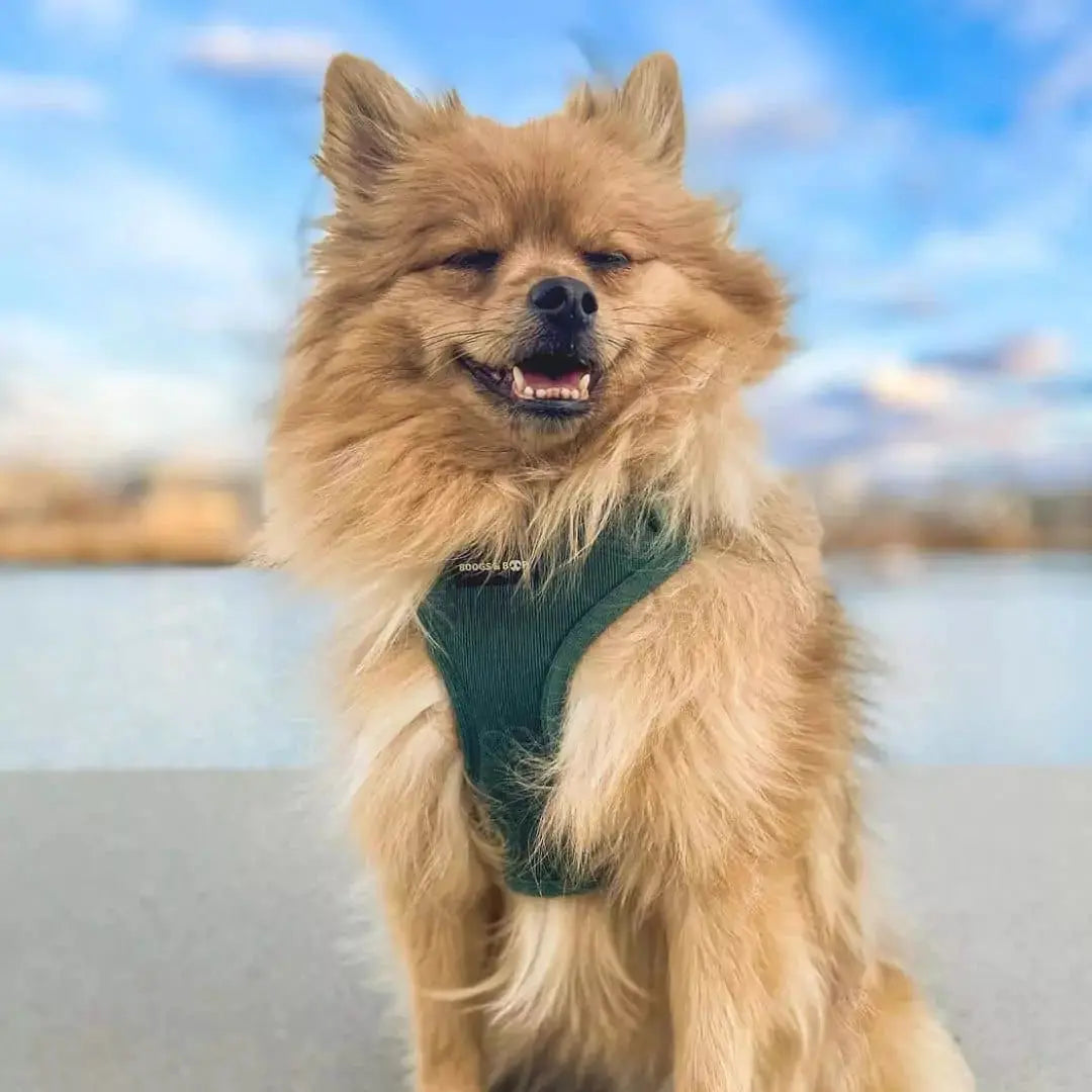 Adjustable Corduroy Dog Harness – Soft Textured Moss Green for Small to Medium Dogs
