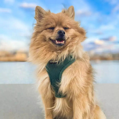 Adjustable Corduroy Dog Harness – Soft Textured Moss Green for Small to Medium Dogs