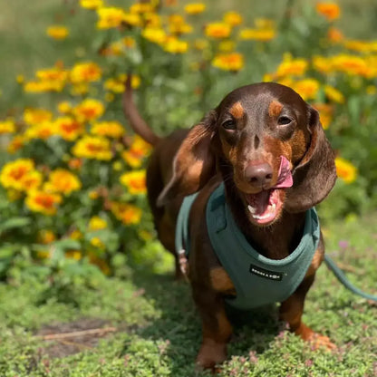 Adjustable Corduroy Dog Harness – Soft Textured Moss Green for Small to Medium Dogs