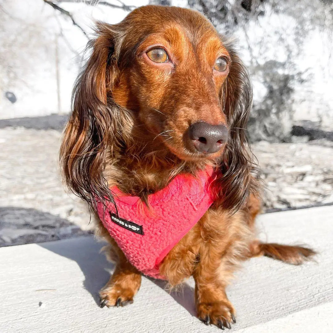 Adjustable Teddy Fabric Dog Harness – Soft & Stylish Fluorescent Pink for Small Dogs