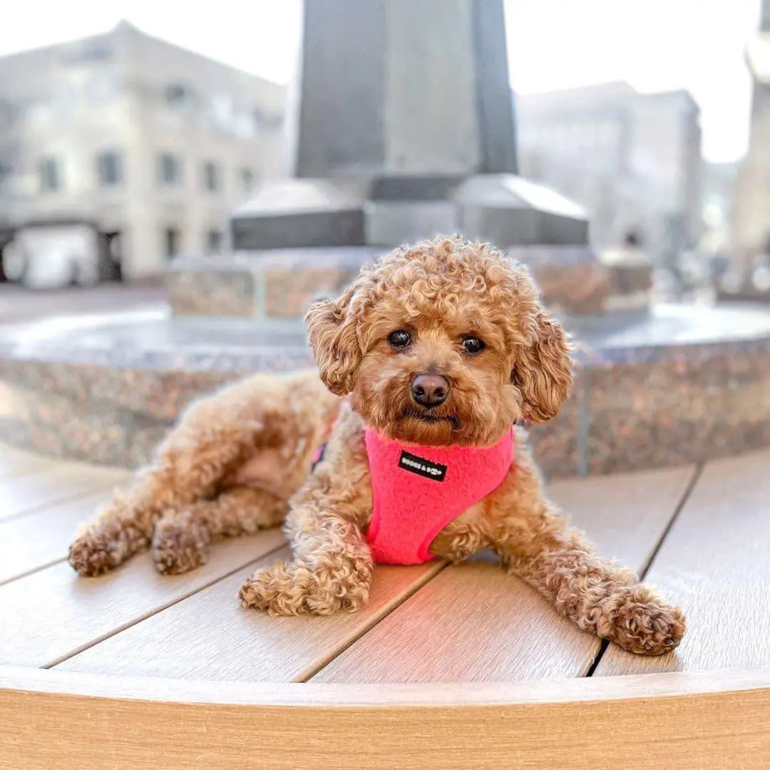 Adjustable Teddy Fabric Dog Harness – Soft & Stylish Fluorescent Pink for Small Dogs